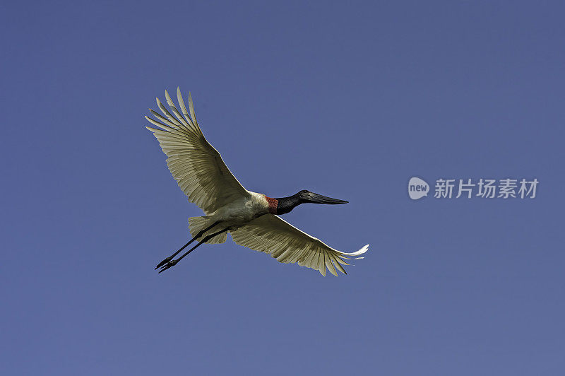 Jabiru, Jabiru菌属，是一种发现于美洲的大型彩色鹳。发现于巴西潘塔纳尔湿地。